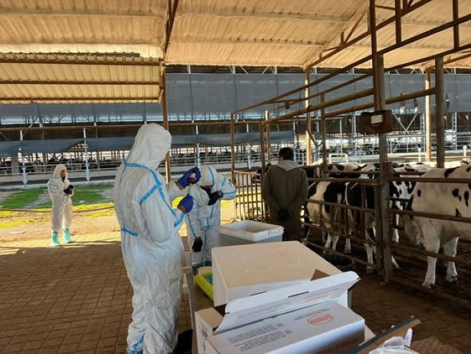 Şap hastalığıyla mücadelede 69 işletmede 7 bin 700 büyükbaş hayvan aşılandı