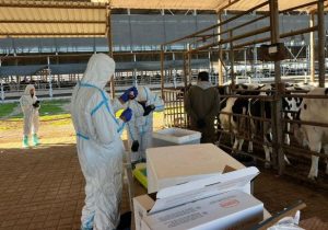 Veteriner Dairesi: Şap hastalığına karşı 35 bin 702 hayvan aşılandı