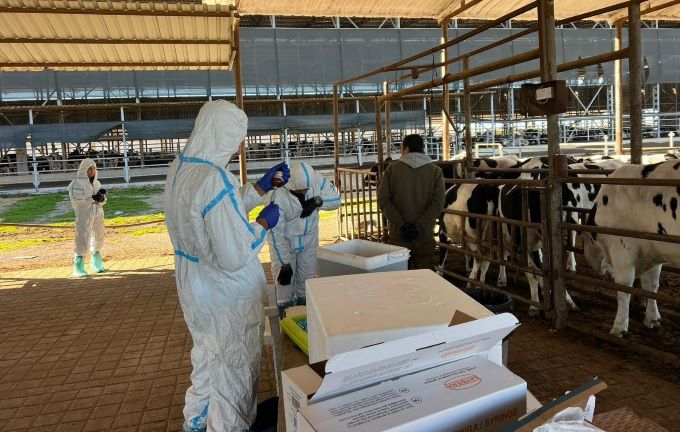 Veteriner Dairesi: Şap hastalığına karşı 35 bin 702 hayvan aşılandı