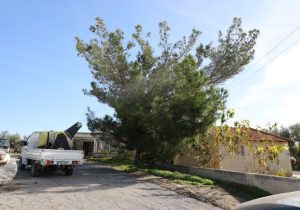 Değirmenlik Akıncılar Belediyesi çam kese böceğine karşı ilaçlama başlatacak