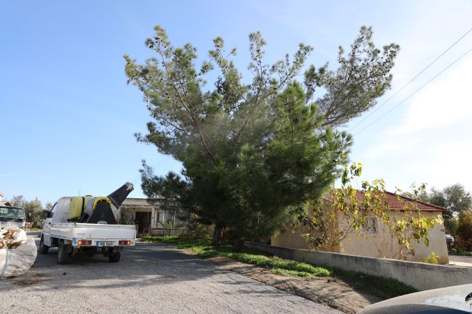 Değirmenlik Akıncılar Belediyesi çam kese böceğine karşı ilaçlama başlatacak