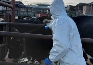 Şap hastalığına karşı aşılama sürüyor: 536 işletmede 57 bin 576 doz uygulandı