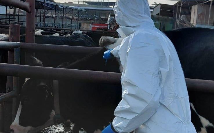 Şap hastalığına karşı aşılama sürüyor: 536 işletmede 57 bin 576 doz uygulandı