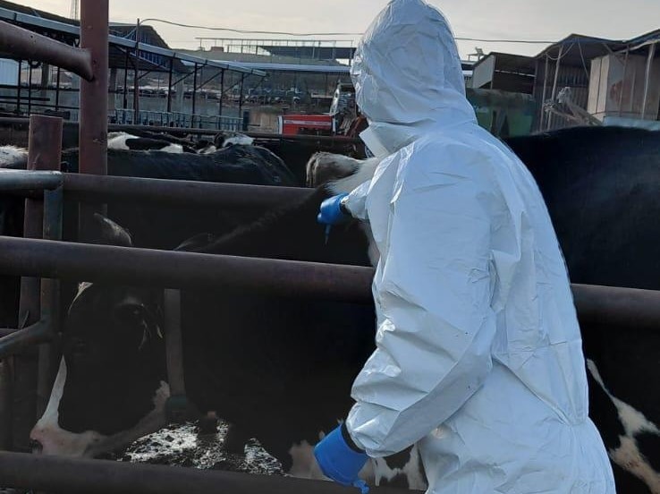 Şap hastalığına karşı aşılama sürüyor: 536 işletmede 57 bin 576 doz uygulandı