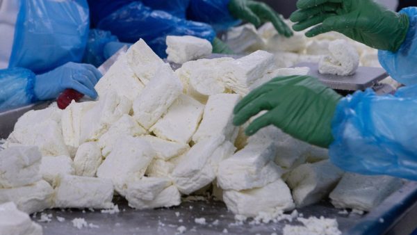 Şap krizi I Yetkililer güvence veriyor: Hellim piyasaya güvenle sunuluyor