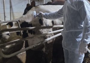 Şapta aşı seferberliği başladı: 529 bin doz yolda