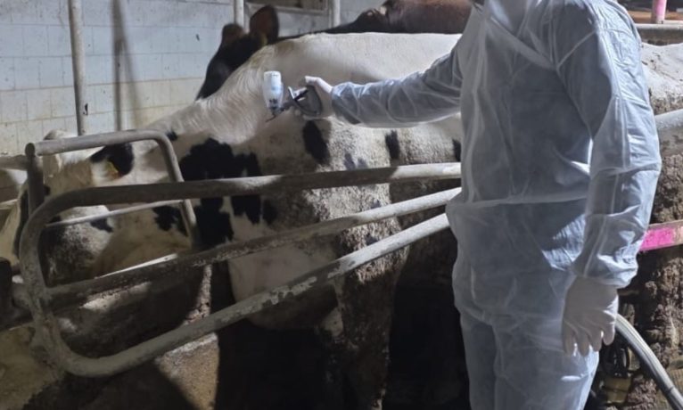 Şapta aşı seferberliği başladı: 529 bin doz yolda