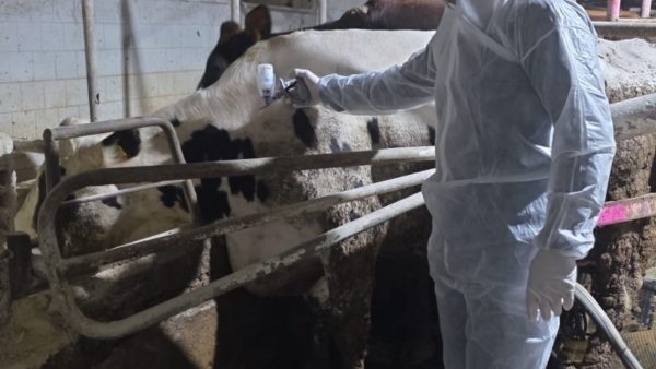 Şapta aşı seferberliği başladı: 529 bin doz yolda