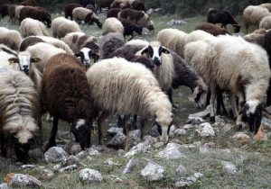 Şap krizi: Üç işletme karantinaya alındı