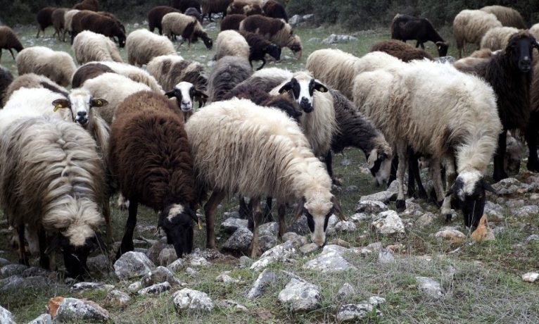 Şap krizi: Üç işletme karantinaya alındı