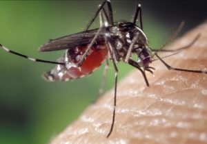 Avrupa’da sivrisinek kaynaklı salgın uyarısı