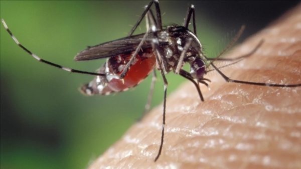 Avrupa’da sivrisinek kaynaklı salgın uyarısı