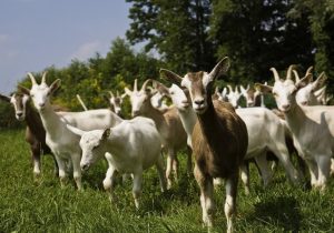 Şap hastalığı 11 hayvancılık işletmesine yayıldı