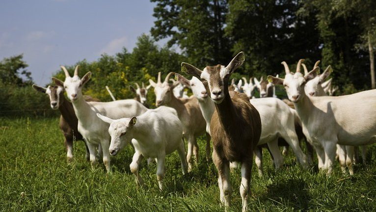 Şap hastalığı 11 hayvancılık işletmesine yayıldı