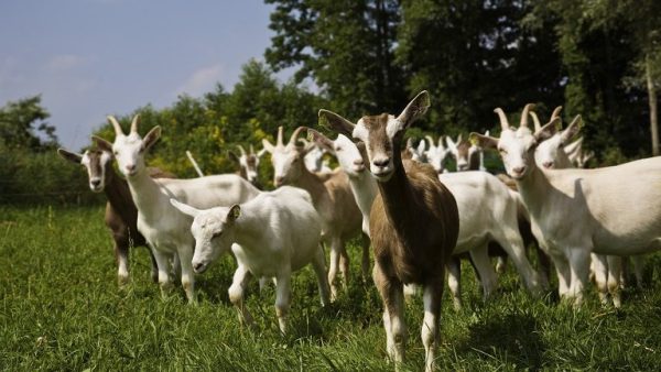 Şap hastalığı 11 hayvancılık işletmesine yayıldı