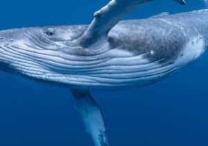 200 yıllık yaşamın sırrı çözülüyor: Bali̇nalardan i̇nsana umut