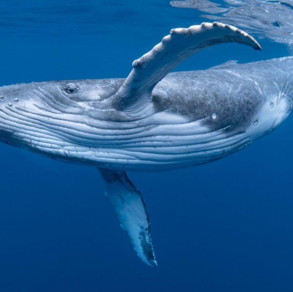 200 yıllık yaşamın sırrı çözülüyor: Bali̇nalardan i̇nsana umut