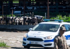 Larnaka dışına yayıldı: Şap hastalığı Lefkoşa bölgesinde iki noktada daha görüldü