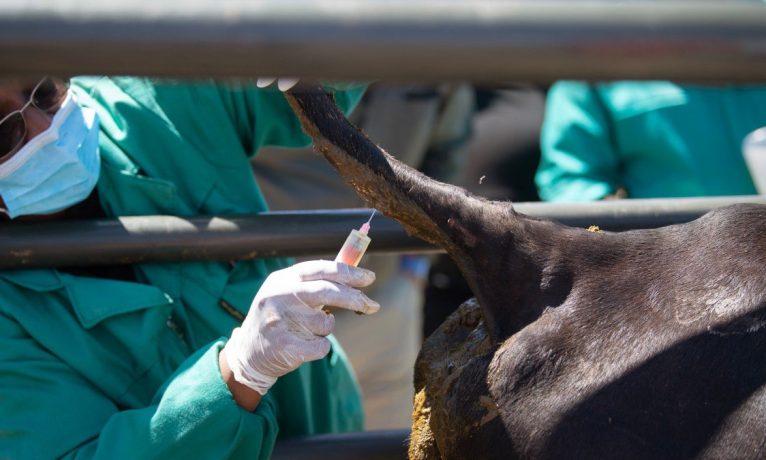 Hayvanların itlafına son verilmesini istiyorlar