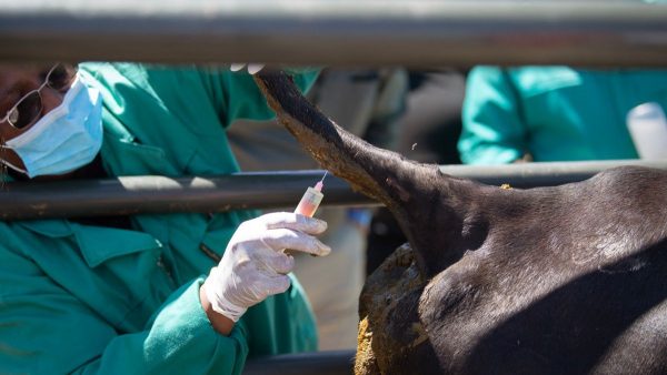 Hayvanların itlafına son verilmesini istiyorlar