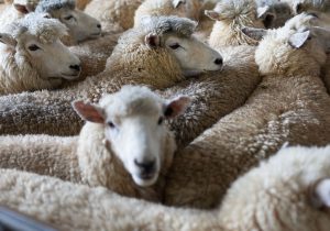 1.300 küçükbaş hayvan itlaf edildi