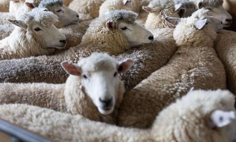 Şap salgını genişliyor I Yeni vaka: 725 hayvanlık işletme etkilendi