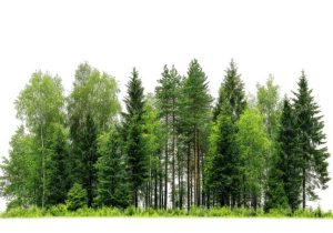 62 kuruluştan orman tepkisi