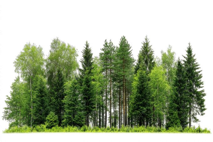 62 kuruluştan orman tepkisi