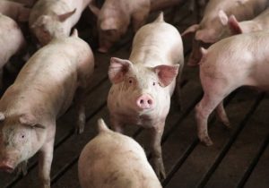 Şap krizinde geri adım yok I Veteriner Dairesi: İtlaflar durdurulamaz