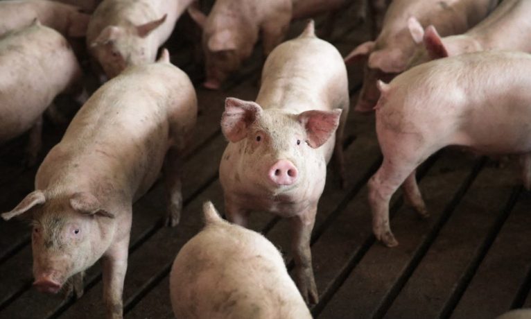 Şap krizinde geri adım yok I Veteriner Dairesi: İtlaflar durdurulamaz