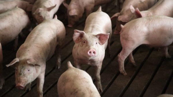 Şap krizinde geri adım yok I Veteriner Dairesi: İtlaflar durdurulamaz