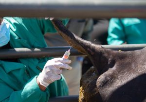 Şap hastalığına karşı aşılama sonuç verdi