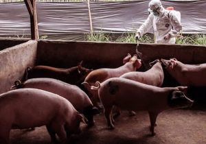 Şap hastalığında ilk pozitif domuz çiftliği tespit edildi