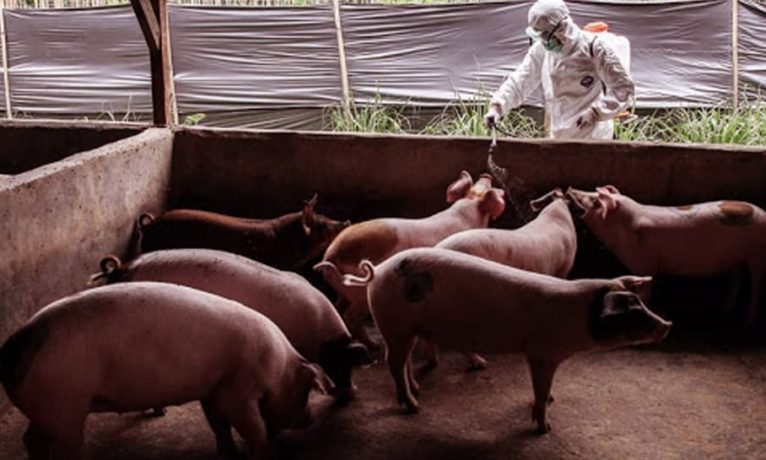 Şap hastalığında ilk pozitif domuz çiftliği tespit edildi