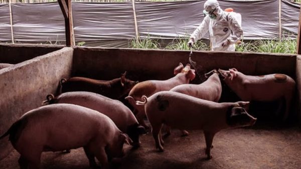 Şap hastalığında ilk pozitif domuz çiftliği tespit edildi