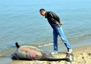 15 günde ikinci ölü yunus bulundu!
