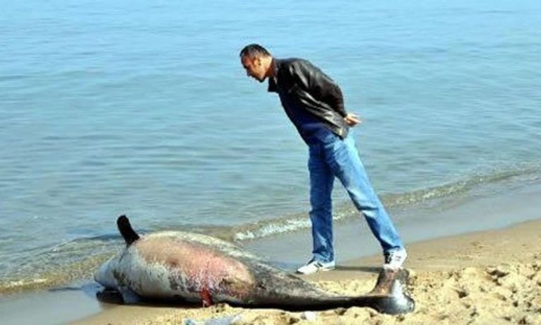 15 günde ikinci ölü yunus bulundu!