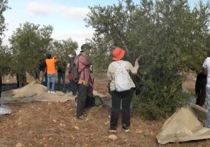 Batı Şeria’da 12 bin ağacı kesen İsrail’den ilhak itirafı: “Filistin devleti fikrini yok ediyoruz”