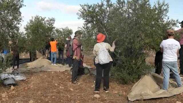 Batı Şeria’da 12 bin ağacı kesen İsrail’den ilhak itirafı: “Filistin devleti fikrini yok ediyoruz”