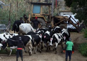 Şap hastalığı 116 çiftliğe yayıldı