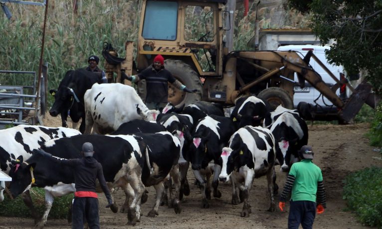 Şap hastalığı 116 çiftliğe yayıldı