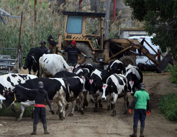 Şap hastalığı 116 çiftliğe yayıldı