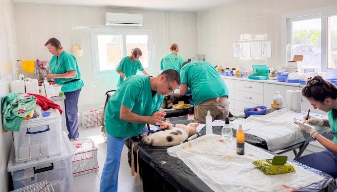 Mağusa’da sokak hayvanları için seferberlik