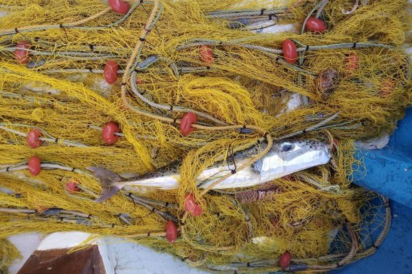 Kıbrıs sularından 103 ton istilacı balon balığı çıkarıldı