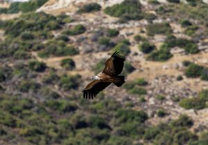 BirdLife Cyprus: Beş yıl sonra ilk kez üç yavru dünyaya geldi I Kıbrıs’ta akbabalar yeniden üredi