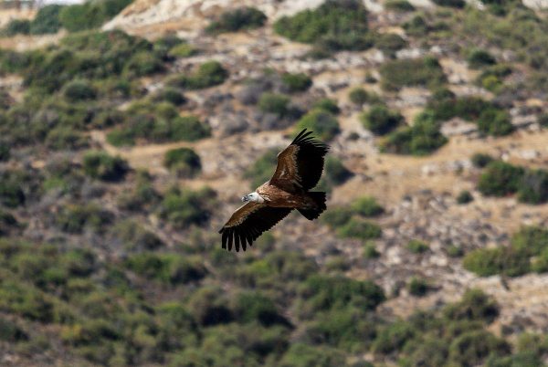 BirdLife Cyprus: Beş yıl sonra ilk kez üç yavru dünyaya geldi I Kıbrıs’ta akbabalar yeniden üredi