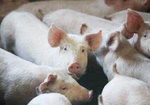 Kıbrıs’ta 33 bin sağlıklı yavru domuz öldürülecek