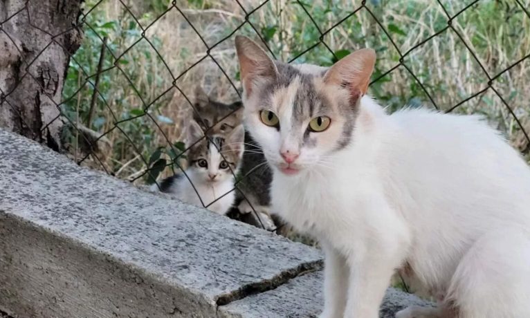 Baf’ta zehirli yem alarmı: Çok sayıda kedi öldürüldü