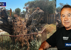 Doğanköy’ün asırlık zeytinleri yok oldu: Girgen’den “talan” tepkisi