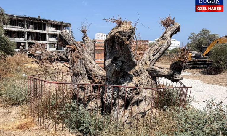 Doğanköy’de koruma altındaki anıt zeytin kurumaya bırakıldı